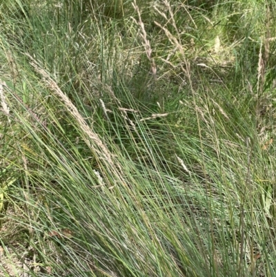 Poa labillardierei (Common Tussock Grass, River Tussock Grass) at Bredbo, NSW - 28 Jan 2024 by JaneR