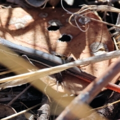 Morethia boulengeri (Boulenger's Skink) at Wodonga - 3 Feb 2024 by KylieWaldon