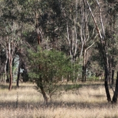 Morethia boulengeri at Wodonga - 3 Feb 2024