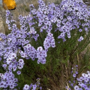 Olearia stricta var. parvilobata at Namadgi National Park - 31 Jan 2024 02:42 PM