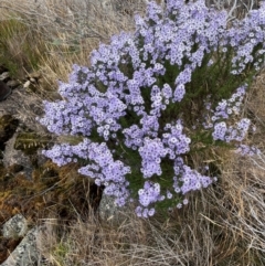 Olearia stricta var. parvilobata at Namadgi National Park - 31 Jan 2024