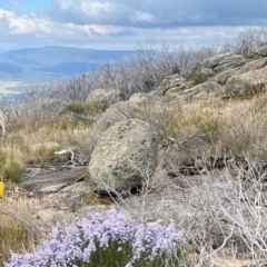 Olearia stricta var. parvilobata at Namadgi National Park - 31 Jan 2024