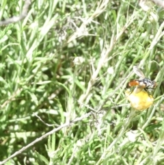 Cylindromyia sp. (genus) (Bristle fly) at Emu Creek Belconnen (ECB) - 3 Feb 2024 by JohnGiacon