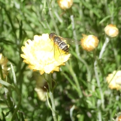 Villa sp. (genus) (Unidentified Villa bee fly) at Belconnen, ACT - 3 Feb 2024 by JohnGiacon