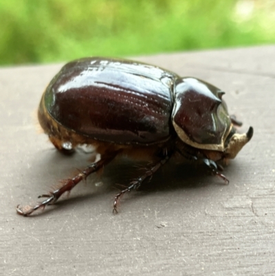 Dasygnathus sp. (genus) (Rhinoceros beetle) at Hall, ACT - 3 Feb 2024 by strigo