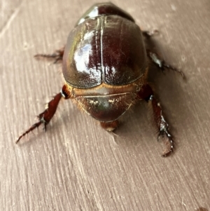 Dasygnathus sp. (genus) at Hall, ACT - 3 Feb 2024