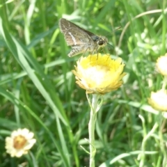 Taractrocera papyria (White-banded Grass-dart) at Flea Bog Flat to Emu Creek Corridor - 3 Feb 2024 by JohnGiacon