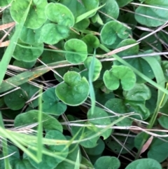 Dichondra repens (Kidney Weed) at Wallaroo, NSW - 2 Feb 2024 by strigo