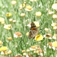 Vanessa kershawi (Australian Painted Lady) at Emu Creek - 3 Feb 2024 by JohnGiacon