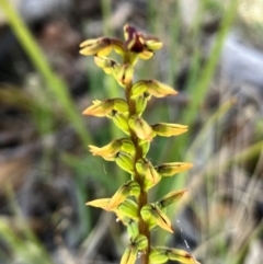 Corunastylis clivicola (Rufous midge orchid) at Hall, ACT - 4 Feb 2024 by strigo