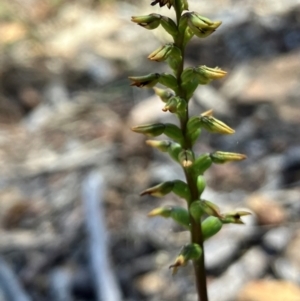 Corunastylis clivicola at Hall, ACT - 4 Feb 2024