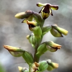 Corunastylis clivicola at Hall, ACT - 4 Feb 2024