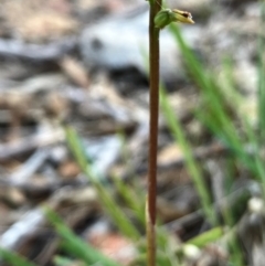 Corunastylis clivicola at Hall, ACT - 4 Feb 2024