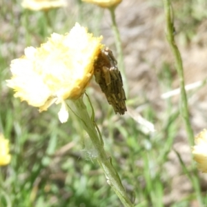 Metura elongatus at Emu Creek - 3 Feb 2024