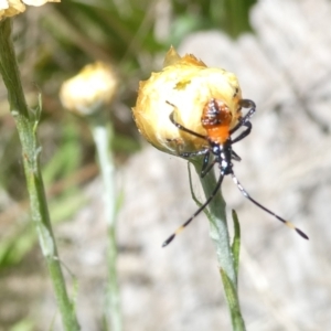 Dindymus versicolor at Emu Creek Belconnen (ECB) - 3 Feb 2024