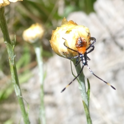 Dindymus versicolor (Harlequin Bug) at Emu Creek Belconnen (ECB) - 3 Feb 2024 by JohnGiacon