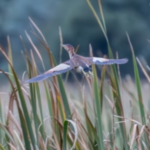 Ixobrychus dubius at Jerrabomberra Wetlands - 3 Feb 2024