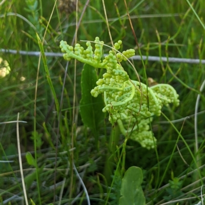 Botrychium australe (Austral Moonwort) at Namadgi National Park - 3 Feb 2024 by MattM