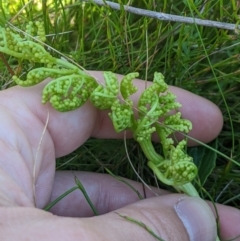 Sceptridium australe at Namadgi National Park - 3 Feb 2024