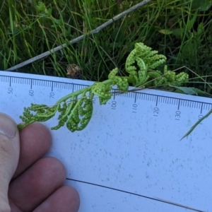 Botrychium australe at Namadgi National Park - 3 Feb 2024