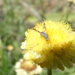 Austrotephritis poenia (Australian Fruit Fly) at Belconnen, ACT - 3 Feb 2024 by JohnGiacon