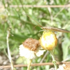 Mutusca brevicornis (A broad-headed bug) at Flea Bog Flat to Emu Creek Corridor - 3 Feb 2024 by JohnGiacon