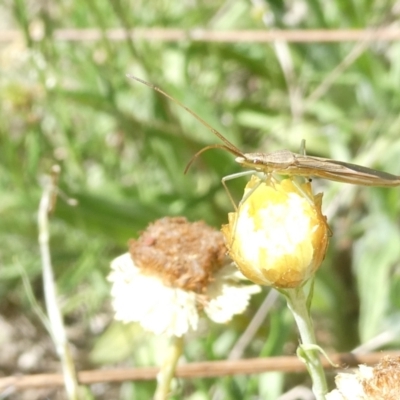 Mutusca brevicornis (A broad-headed bug) at Belconnen, ACT - 3 Feb 2024 by JohnGiacon