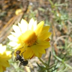 Camponotus suffusus (Golden-tailed sugar ant) at Flea Bog Flat to Emu Creek Corridor - 3 Feb 2024 by JohnGiacon