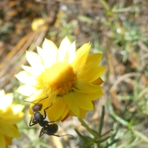 Camponotus suffusus at Emu Creek - 3 Feb 2024