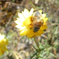 Apis mellifera (European honey bee) at Belconnen, ACT - 3 Feb 2024 by JohnGiacon