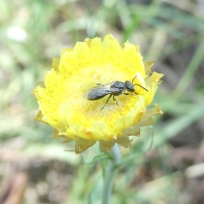 Lasioglossum sp. (genus) (Furrow Bee) at Emu Creek Belconnen (ECB) - 3 Feb 2024 by JohnGiacon