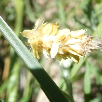 Heliocosma (genus - immature) (A tortrix or leafroller moth) at Emu Creek Belconnen (ECB) - 3 Feb 2024 by JohnGiacon