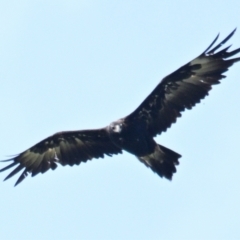 Aquila audax (Wedge-tailed Eagle) at The Pinnacle - 2 Feb 2024 by Thurstan
