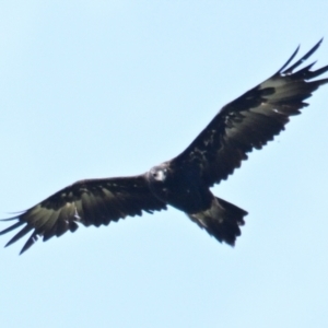 Aquila audax at The Pinnacle - 3 Feb 2024