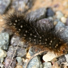 Anthelidae (family) (Unidentified Anthelid moth or Australian woolly bear) at The Pinnacle - 3 Feb 2024 by Thurstan