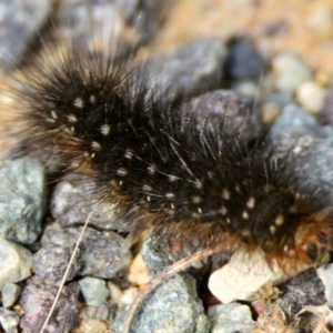 Anthelidae (family) at The Pinnacle - 3 Feb 2024