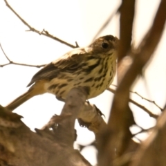 Pyrrholaemus sagittatus (Speckled Warbler) at The Pinnacle - 2 Feb 2024 by Thurstan