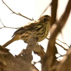 Pyrrholaemus sagittatus at The Pinnacle - 3 Feb 2024