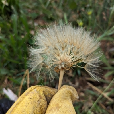 Tragopogon dubius (Goatsbeard) at Watson, ACT - 2 Feb 2024 by AniseStar