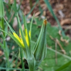 Tragopogon dubius at Watson Green Space - 3 Feb 2024 09:13 AM