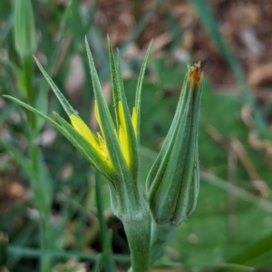 Tragopogon dubius at Watson Green Space - 3 Feb 2024 09:13 AM