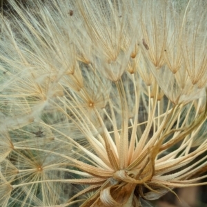 Tragopogon dubius at Watson Green Space - 3 Feb 2024 09:13 AM