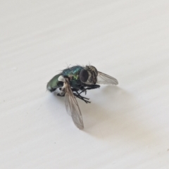 Lucilia cuprina (Australian sheep blowfly) at Watson, ACT - 3 Feb 2024 by AniseStar