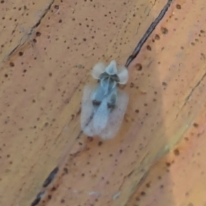 Corythucha ciliata at Nicholls, ACT - 3 Feb 2024