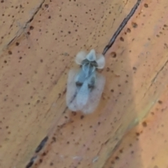 Corythucha ciliata (Sycamore Lace Bug) at Nicholls, ACT - 3 Feb 2024 by AniseStar