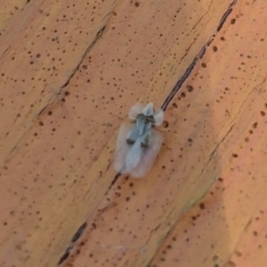 Corythucha ciliata at Nicholls, ACT - 3 Feb 2024