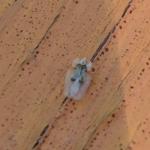 Corythucha ciliata at Nicholls, ACT - 3 Feb 2024