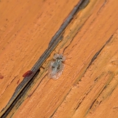 Corythucha ciliata at Nicholls, ACT - 3 Feb 2024