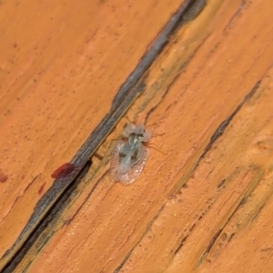 Corythucha ciliata at Nicholls, ACT - 3 Feb 2024