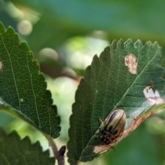 Xanthogaleruca luteola (Elm leaf beetle) at Nicholls, ACT - 3 Feb 2024 by AniseStar